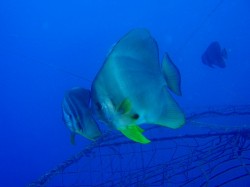 ツバメウオたちはまったり。 ツバメウオたちはまったり。