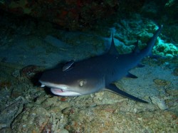 ネムリブカ、コバンザメ付き♪ ネムリブカ、コバンザメ付き♪