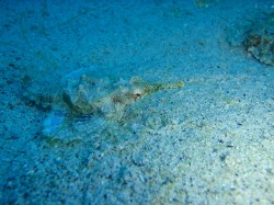 ウミテング。いつものようにペアでいましたよ! ウミテング。いつものようにペアでいましたよ!