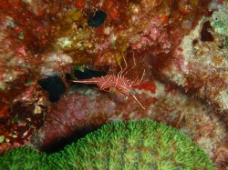 スザクサラサエビ スザクサラサエビ