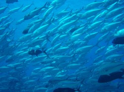 ギンガメアジですよ～～