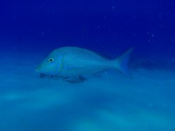 ハマフエフキ、沖縄の言葉でタマンといいます (慶良間諸島) ハマフエフキ、沖縄の言葉でタマンといいます (慶良間諸島)