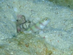 ヒメダテハゼ　結構シャイでした　（沖縄　ダイビング）