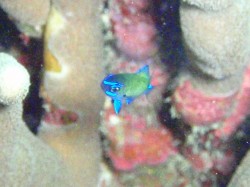 アマミスズメダイの幼魚♪　（１ｃｍぐらい）