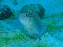 サラサハゼ　みんなが撮影終わるまでホバリングしてくれました　