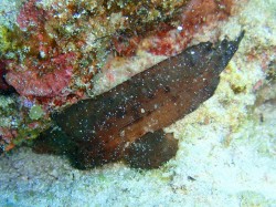 ツマジロオコゼのかわいい子供　（沖縄　ダイビング）