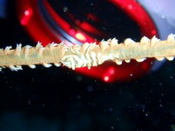 ムチカラマツエビ　接写！