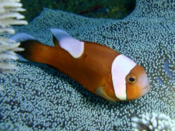 トウアカクマノミくん！