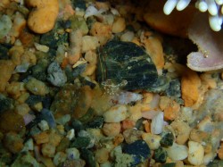 オシャレカクレエビ　どこにいるか分かりますかー