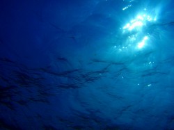 見上げた水面にはおひさまが