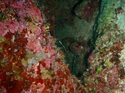 ピグミーシードラゴン×２