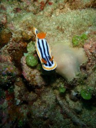 クマノミパラダイス