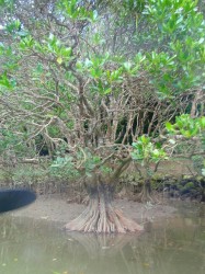 干潮なので、マングローブが全体的に見れますね。