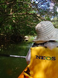 マングローブの木々の間を通り抜けていきます