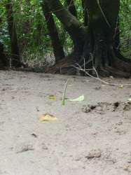 マングローブの種が着床して、これから芽がでますよー
