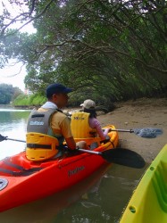 干潮のマングローブの林を覗きます
