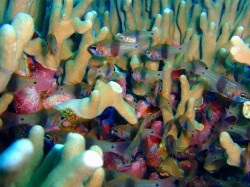 クロオビアトヒキテンジクダイ!お洒落じょうず クロオビアトヒキテンジクダイ!お洒落じょうず