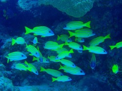 ヨスジフエダイが群れています (沖縄 ダイビング) ヨスジフエダイが群れています (沖縄 ダイビング)