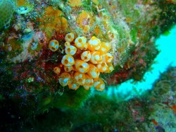 ウルトラマンホヤ ウルトラマンホヤ