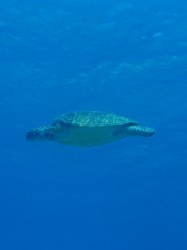 ウミガメ登場! ウミガメ登場!