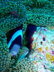 クマノミが抱卵しています クマノミが抱卵しています