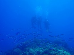 グルクンを見ながら、体験ダイビング♪ グルクンを見ながら、体験ダイビング♪