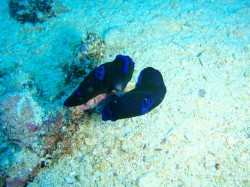 ミドリリュウグウウミウシが交接中！（沖縄　ファンダイビング）