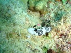 ブチウミウシも発見！（沖縄　ファンダイビング）