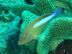 メガネゴンベ すうっと入った白い線や目の縁かざりが綺麗 メガネゴンベ すうっと入った白い線や目の縁かざりが綺麗