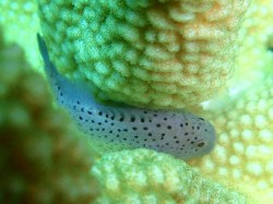 ダンゴオコゼ 慶良間諸島 ダンゴオコゼ 慶良間諸島