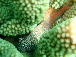 セダカギンポ 英語でleopard blenny セダカギンポ 英語でleopard blenny