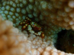 アワハダキモガニ。 慶良間諸島 アワハダキモガニ。 慶良間諸島