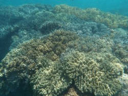 ソフトコーラルのお花畑がカラフルです！