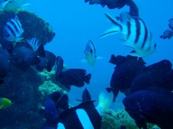 目の前はスズメダイだらけ! 目の前はスズメダイだらけ!