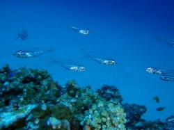 慶良間ファンダイビング