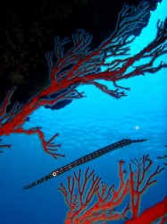 沖縄ダイビング