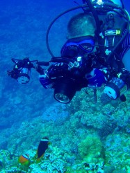 ハマクマノミと対峙しています ハマクマノミと対峙しています