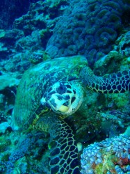 慶良間ダイビング