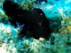 目があるのわかりますか？