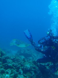 こちらはコブシメ