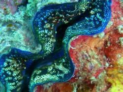 とっても綺麗なシャコガイ とっても綺麗なシャコガイ