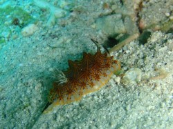 モザイクウミウシに会ってきました モザイクウミウシに会ってきました