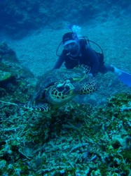 アオウミガメに接近♪ アオウミガメに接近♪