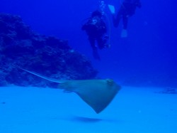 アグレッシブな動きで楽しませてくれた子です