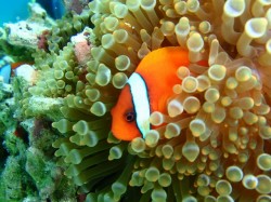 気が強いハマクマノミ! 気が強いハマクマノミ!