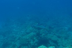 マダラトビエイ