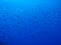 グルクンの稚魚の群れ! (沖縄 ダイビング) グルクンの稚魚の群れ! (沖縄 ダイビング)