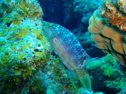 タコベラはじっとしていました。