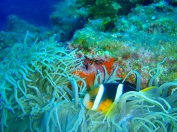 卵をあたためているクマノミ！