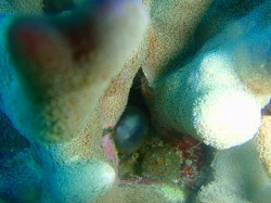 コブシメの卵の中に赤ちゃんがすくすく育っています！